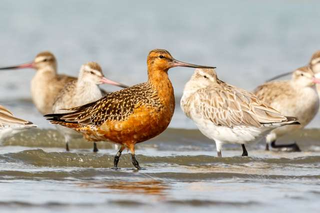 Large, long legged shore bird. It is largely brown with a bright red breast.