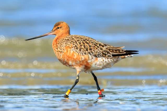 Large, long legged shore bird. It is largely brown with a bright red breast.