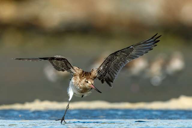 Large, long legged shore bird. It is largely brown with white patterning. Its wings are extended and it is taking off.