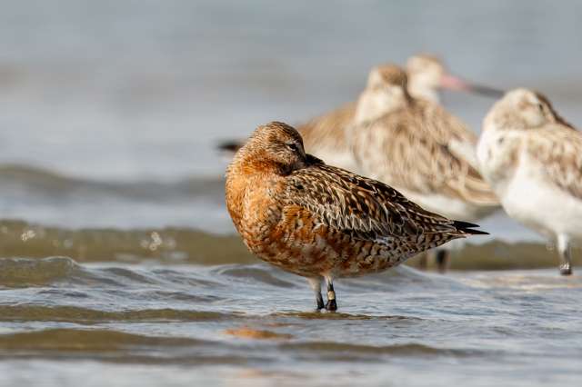 Large, long legged shore bird. It is largely brown with a bright red breast.