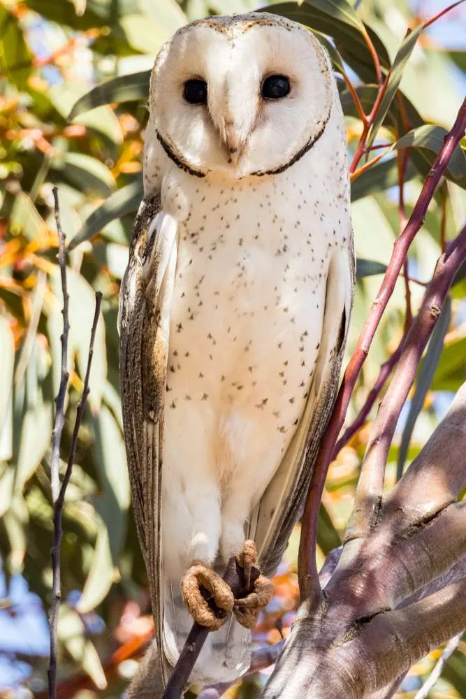 Barn Owl close up sitting in a tree