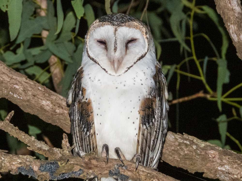 Barn Owl at night in a tree