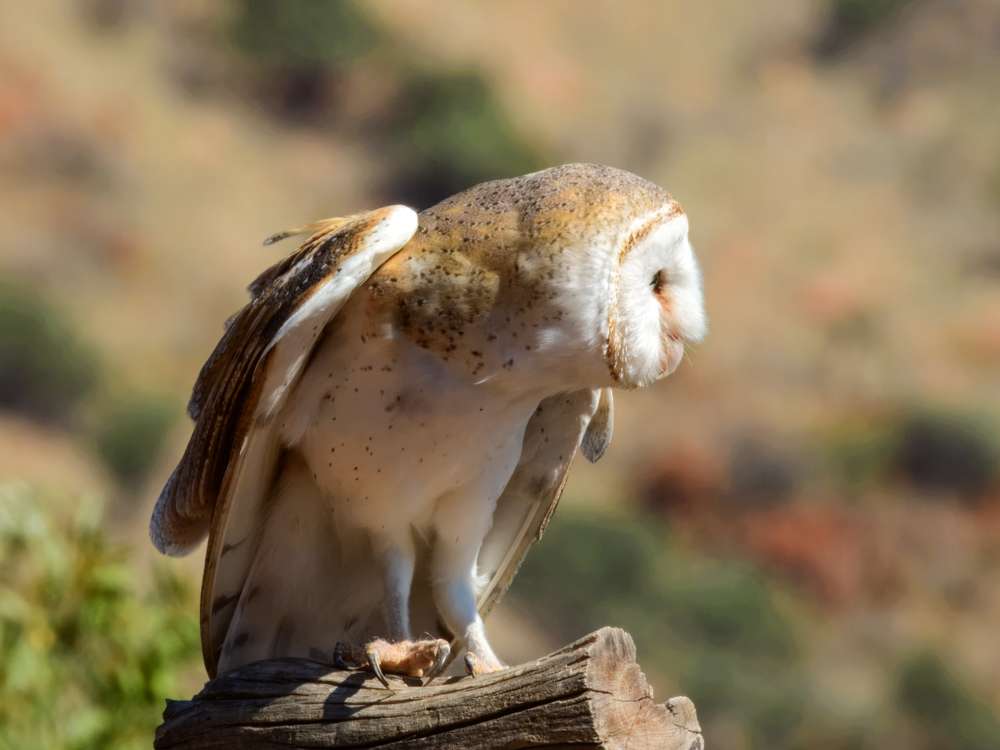 Barn Owl standing on a branch