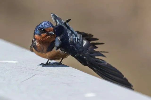 Plain swallow with rusty head and breast, blue cap and wings
