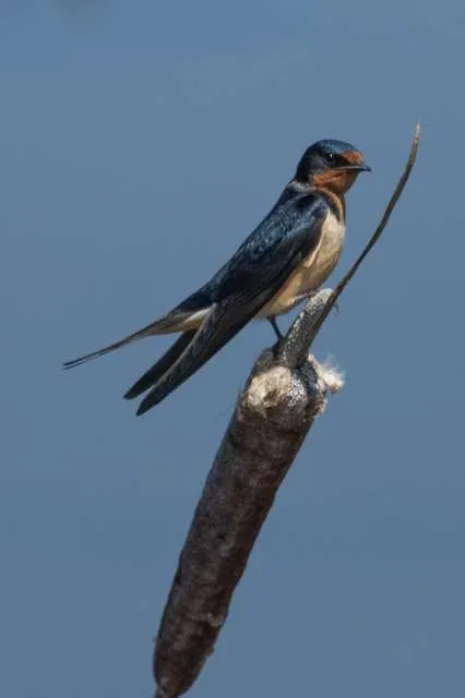 Plain swallow with rusty head and breast, blue cap and wings