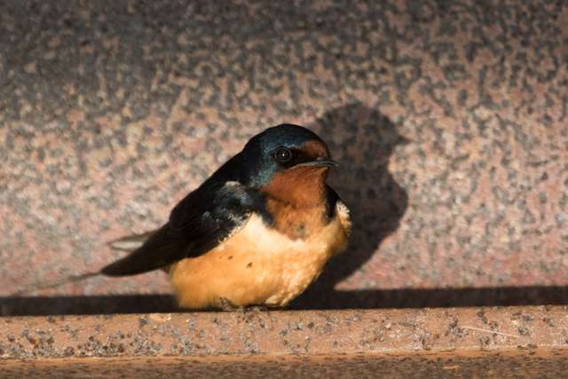 Plain swallow with rusty head and breast, blue cap and dirty belly.