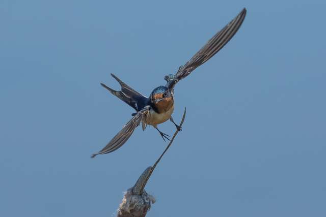 Plain swallow with rusty head and breast, blue cap and wings.