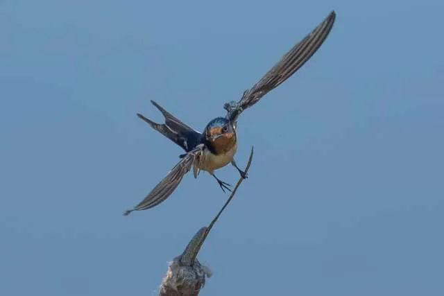 Plain swallow with rusty head and breast, blue cap and wings.