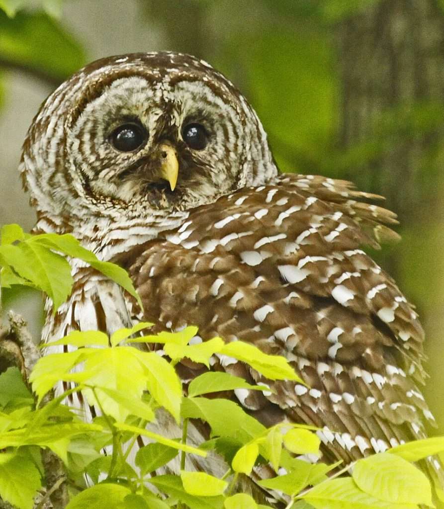 Barred Owl in foliage