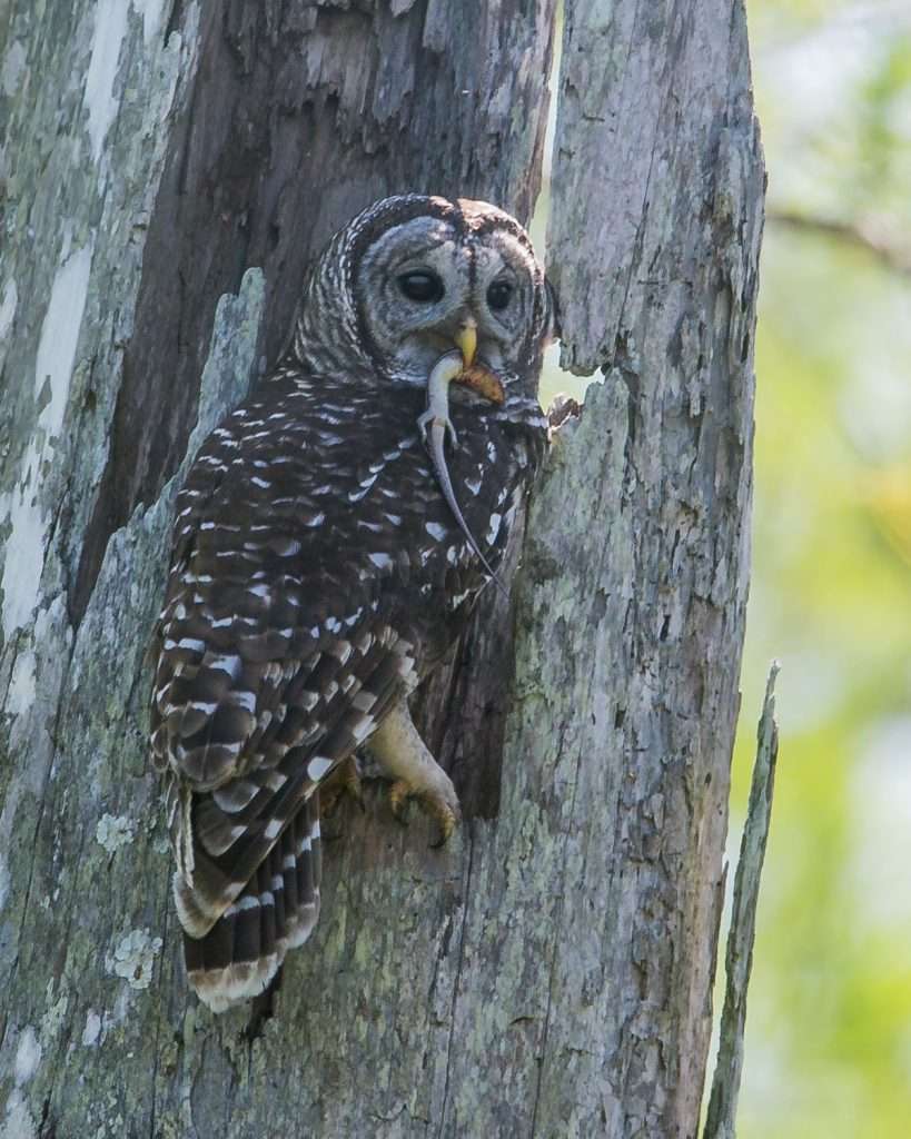 Barred Owl at a nest cavity with a lizard kill