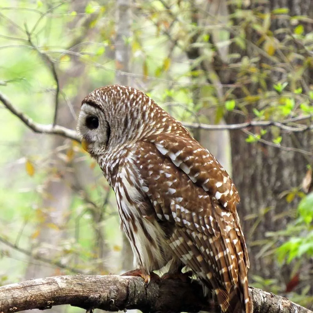 Barred Owl sitting on a branch