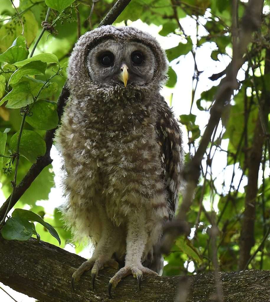 Barred Owl chick in foliage