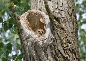 Barred Owl chick looking out of nest cavity