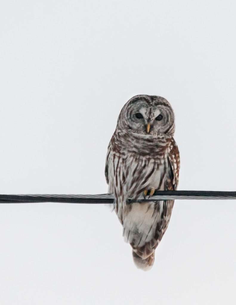 Barred Owl on a wire in snow