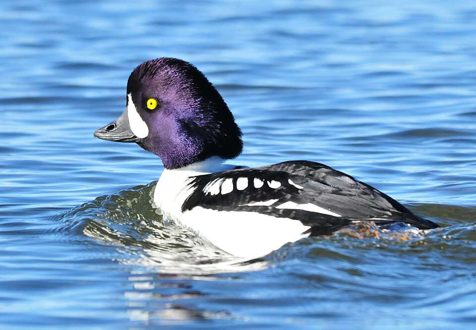 Compact duck with black and white patterned body and glossy purple head.