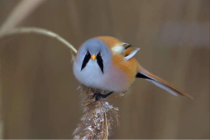 Small colorful bird with browns, pinks and grays. It has incredible black marks sown from the eyes.
