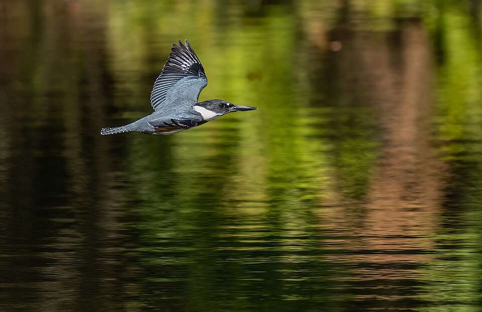 Large gray blue kingfisher flying over water.