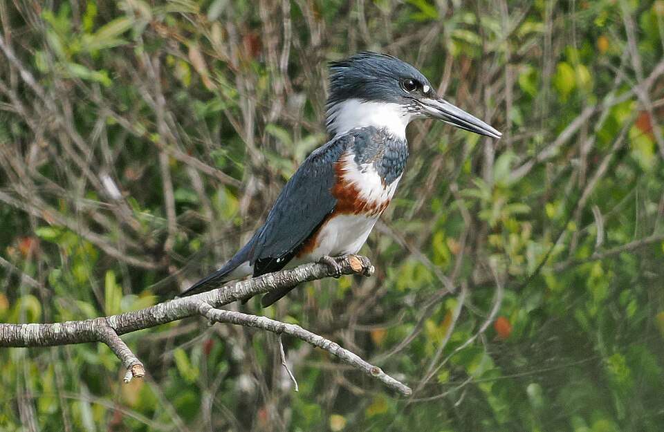 Huge kingfisher with blue and white pluamge and brown chest band.