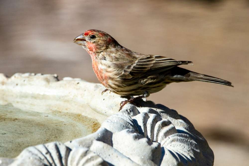 Bird sitting on the edge of a Bird Bath