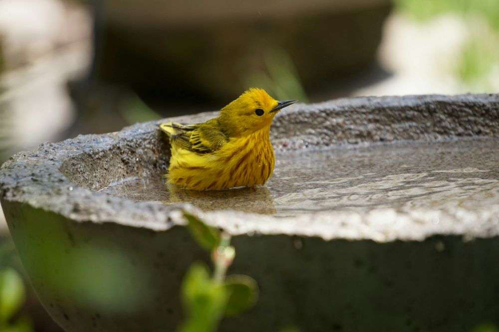 Yellow Warbler sitting in a Bird Bath