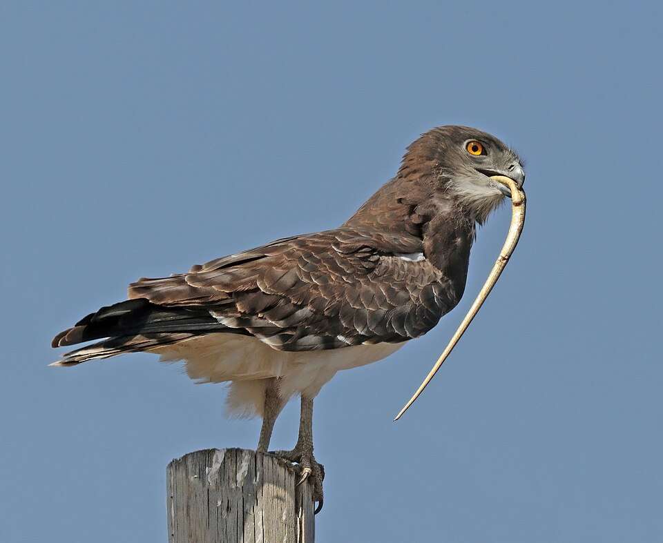 A brown bird of prey eating a small snake.