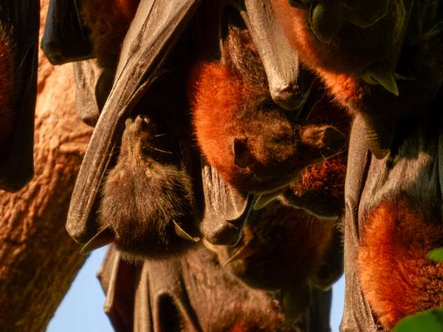 Groups of red headed fruit bats hanging together.