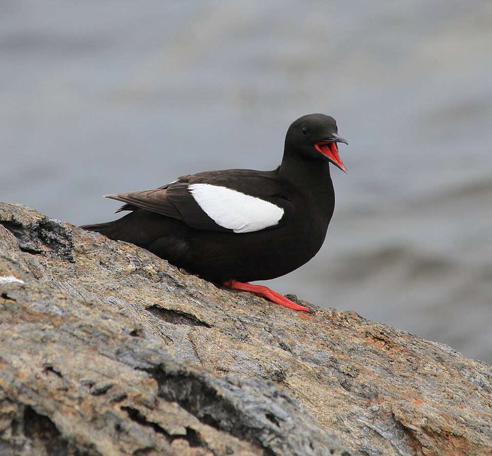Black seabird with white wing patch and bright red feet.