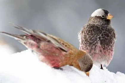 Black and pink birds in the snow with gray cap.