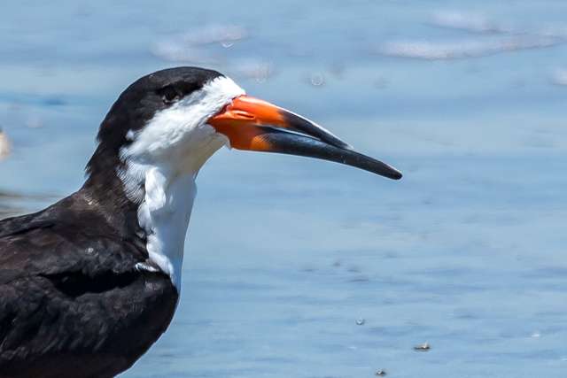 Large tern like bird with white underparts and black back. The upper bill is shorter than the lower and it is black and red.