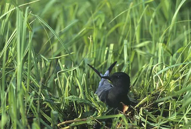 Small black tern sitting in long grass.