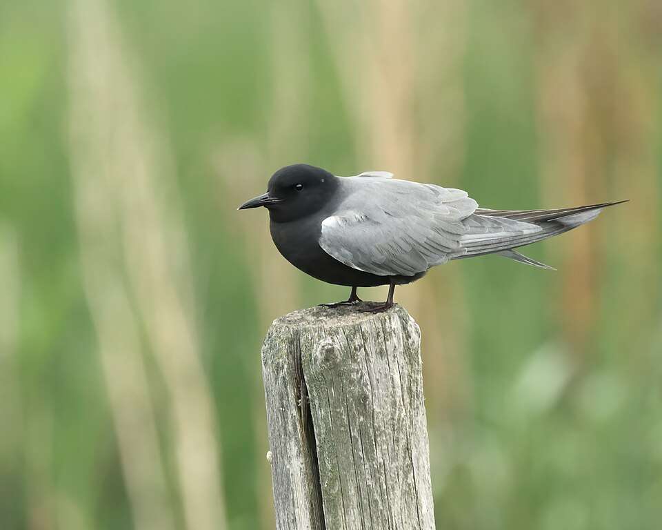 Small tern with black head and chest, dark gray wings and upper body.