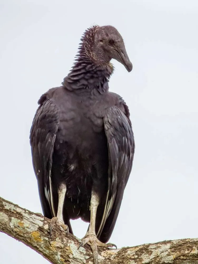 American Black Vulture sitting high in a tree