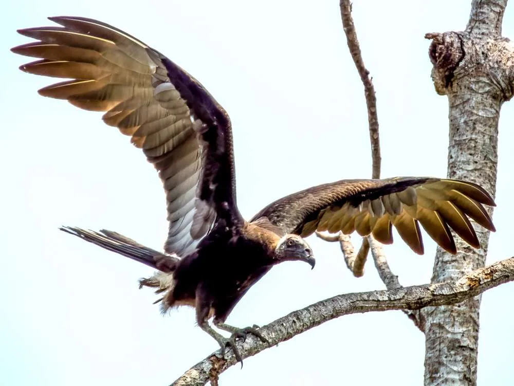 American Black Vulture with its wings spread