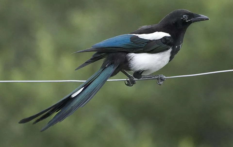 A large crow like bird with black head and neck. It has a white breast and shoulder patches and a long dark greenish tails.