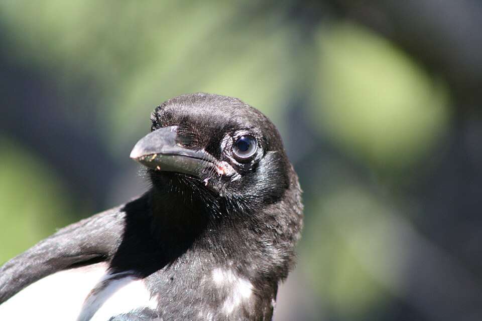 A young dark bird with large bill and white shoulder patches