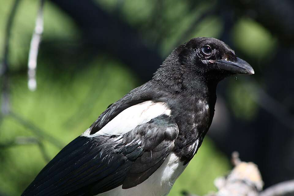 Young dark bird with white shoulders and slight gape.
