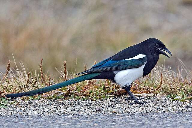 A large black bird with white underparts and long glossy green tail satnds on gravel,