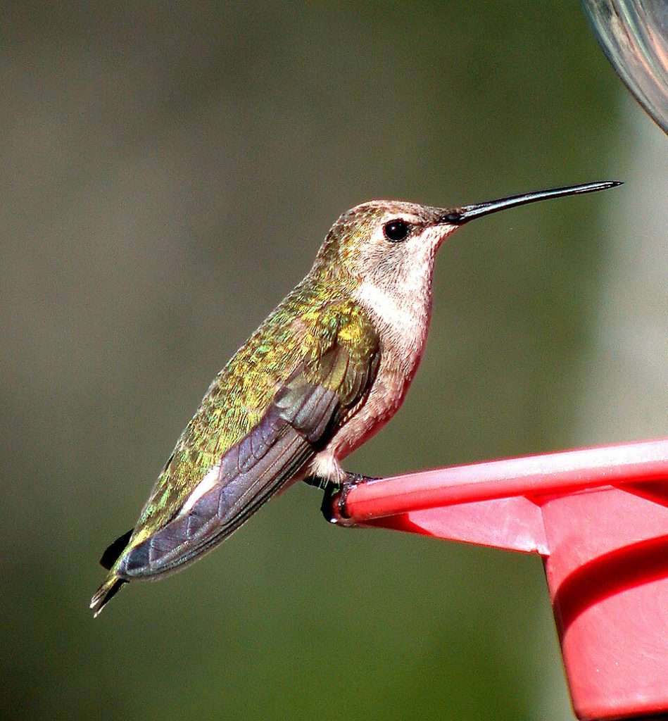 Female Black-chinned Hummingbird at feeder