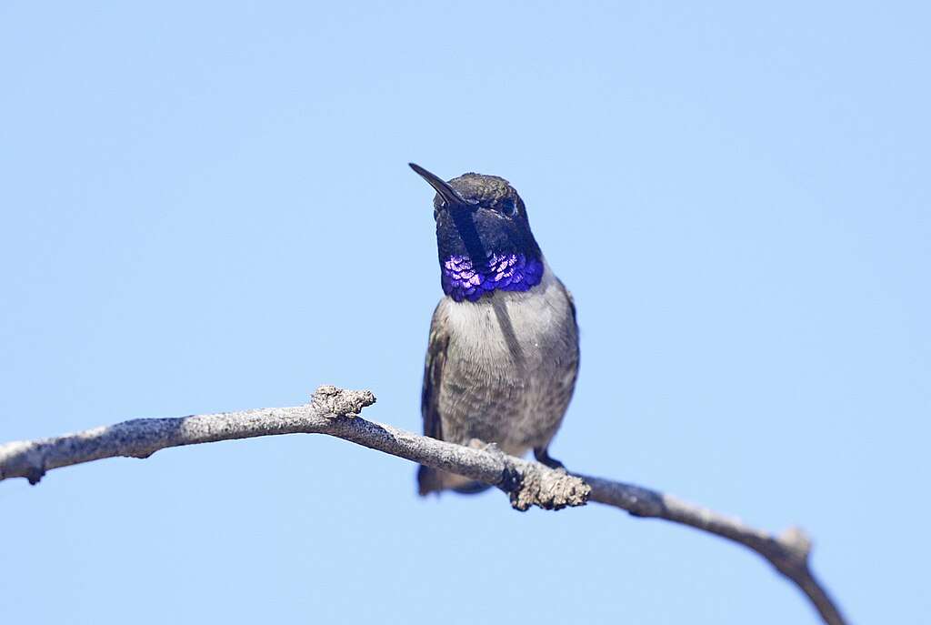Black-chinned Hummingbird showing purple gorget