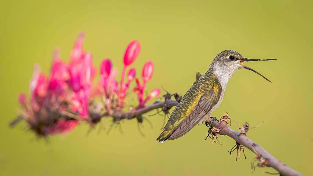 Female Black-chinned Hummingbird singing