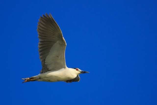 Compact heron in flight. It has pale underparts and a bright red eye.