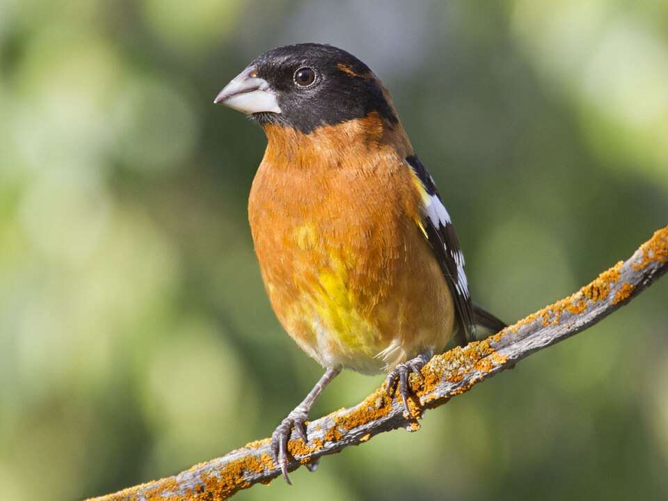 Orange songbird with black head.