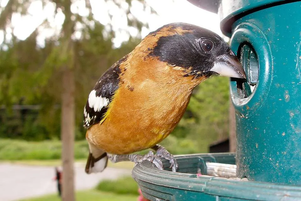 Orange songbird with black head.