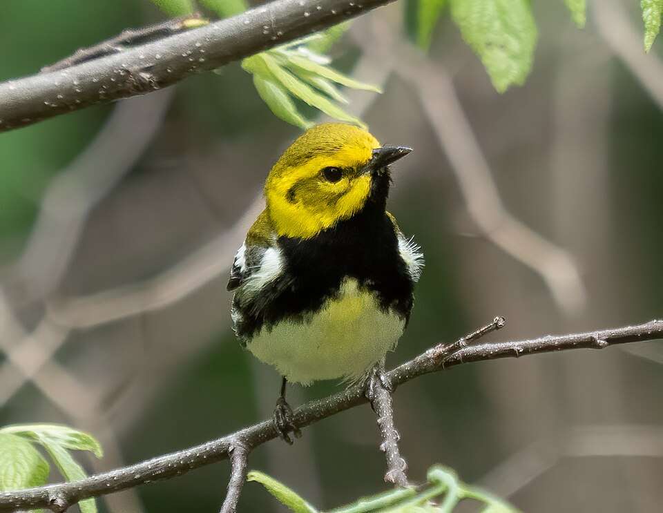 Yellow and white warbler with big black patch under the chin.