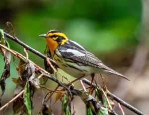 Small warbler with black and white backm streaked cream under parts and black and orange head.
