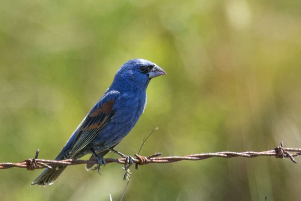 Blue Grosbeak sitting on a wire