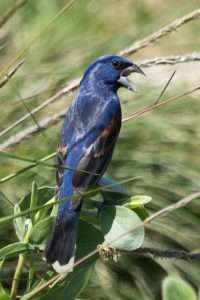 A dark blue bird with a large bill is singing.