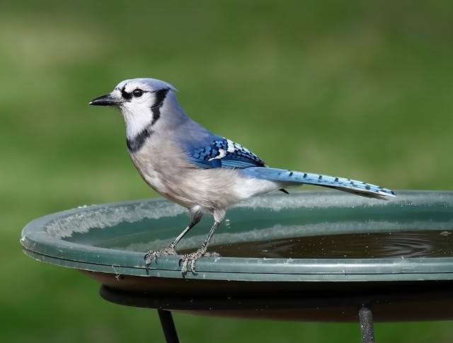 Large songbird with blue back speckled with white, pale front the black bib.