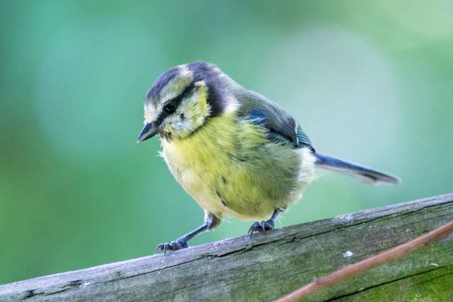 Small blue and yellow bird.