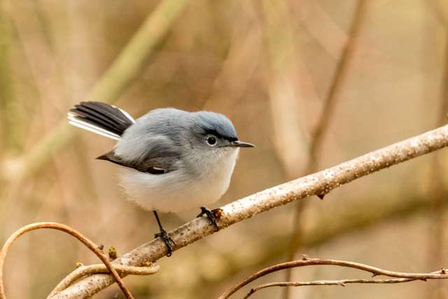 Small gray bird with pale underparts, darker blue gray on the back and blue cap.